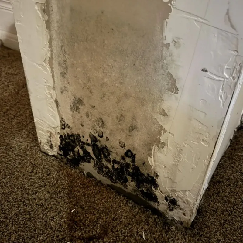Professional Mold Removal in Mechanicsville, IA